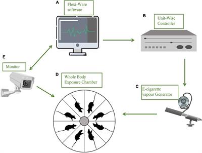 Menthol Flavor in E-Cigarette Vapor Modulates Social Behavior Correlated With Central and Peripheral Changes of Immunometabolic Signalings